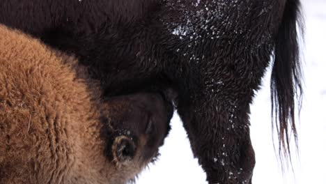 bebé bisonte becerro alimentación invierno cámara lenta golpeando vaca con cabeza