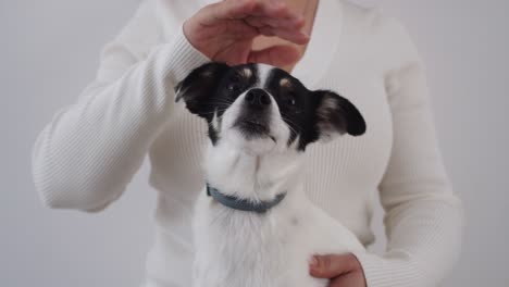 Foto-Fija-De-Una-Mujer-Sin-Rostro-Acariciando-A-Su-Perro-Blanco-Y-Negro,-Acariciando-A-Un-Perro-Pequeño-En-Su-Regazo