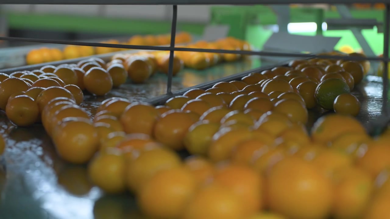 Orangen sind in Reihen auf einem Förderband in einer Zitrussortieranlage angeordnet. Ideal für landwirtschaftliche und industrielle Inhalte.