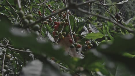 picking coffee berries in a plantation