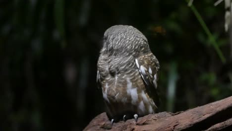 Primer-Plano-De-Mochuelo-Manchado-Sentado-En-La-Rama-De-Un-árbol-En-El-Zoológico