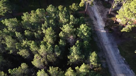 Aerial-view-rotating-from-carpark-to-trail-through-Pine-Tree-Forest-Plantation-in-Gnangara,-Perth