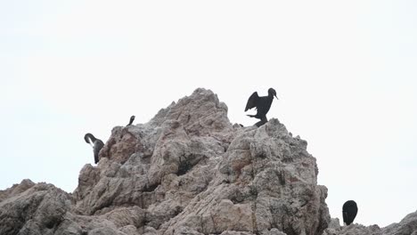 Gruppe-Von-Meeresvögeln-Auf-Einem-Felsen