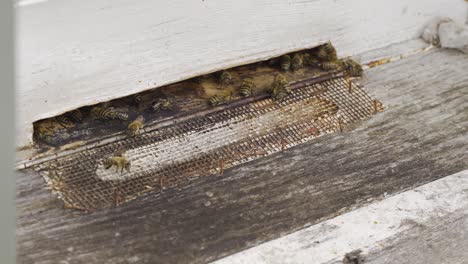 Nahaufnahme-Von-Honigbienen,-Die-Den-Bienenstock-Betreten-Und-Verlassen.