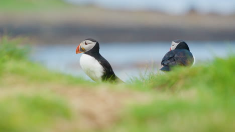 Close-up-of-two-Puffins,-one-walking-funny-and-grooming