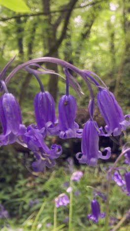 vertikale nahaufnahme eines waldes mit in der britischen landschaft wachsenden bluebells