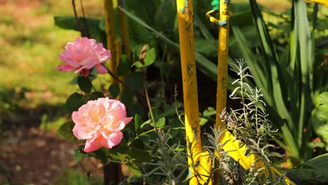 blühende gartenrosen im garten eines hinterhofs tagsüber