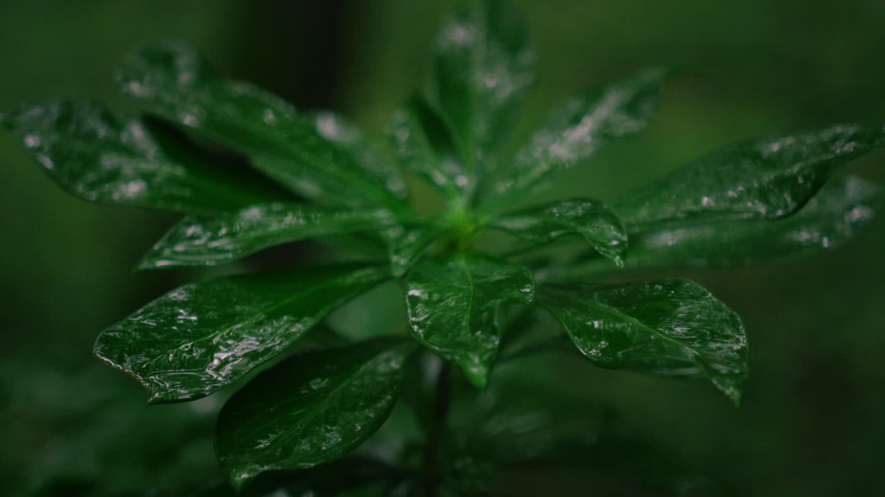 small green plant with deep green leaves blowing in the wind in the forest while it rains