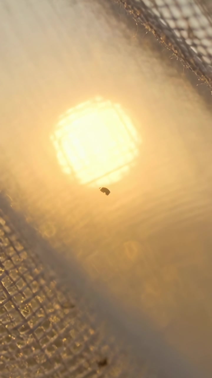 Vertical video: Shifting small dark speck rotating on sheer curtain at window, with flare rising