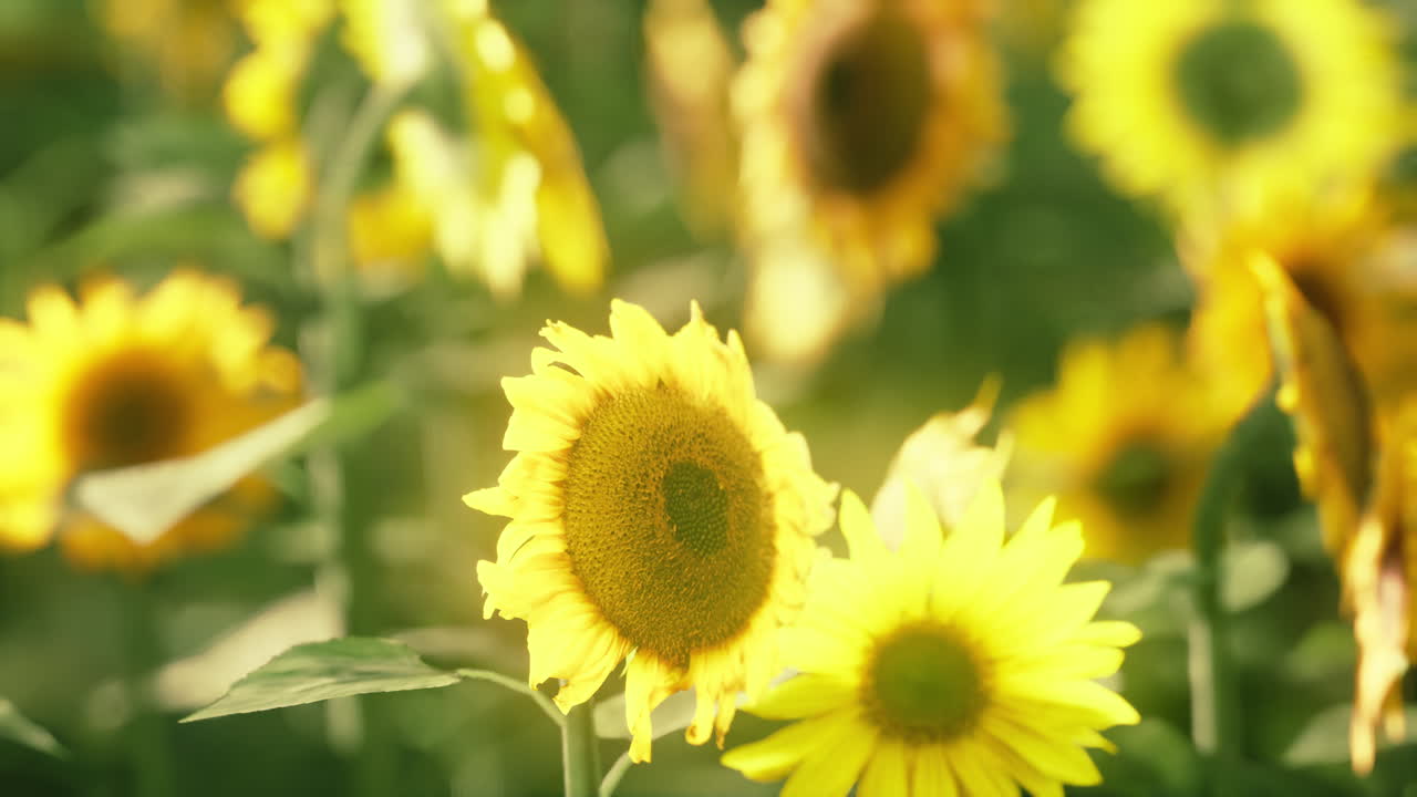 따뜻한 저녁 빛 속 의  ⁇ 꽃 ⁇