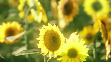campos de girasoles en la cálida luz de la tarde