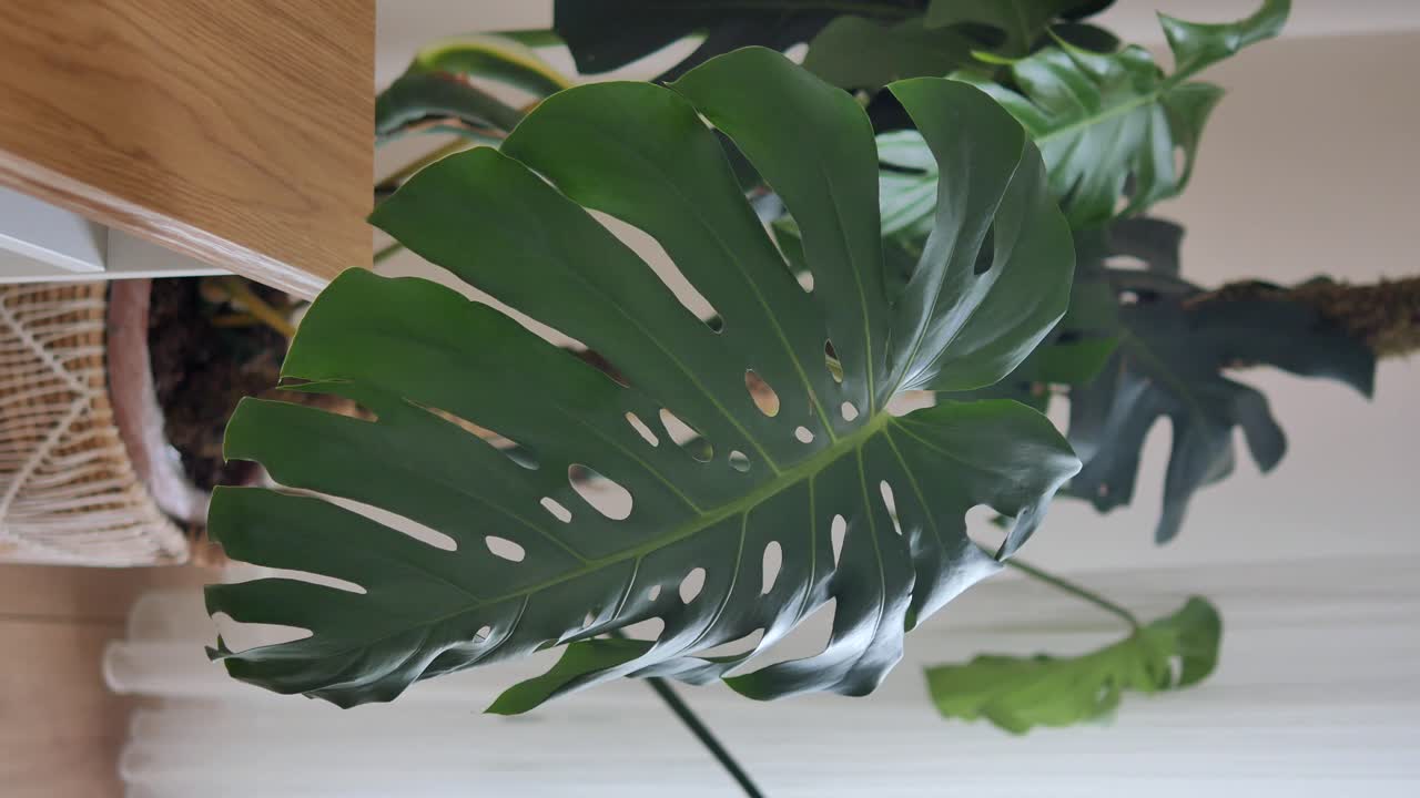 Monstera Deliciosa Plant Closeup