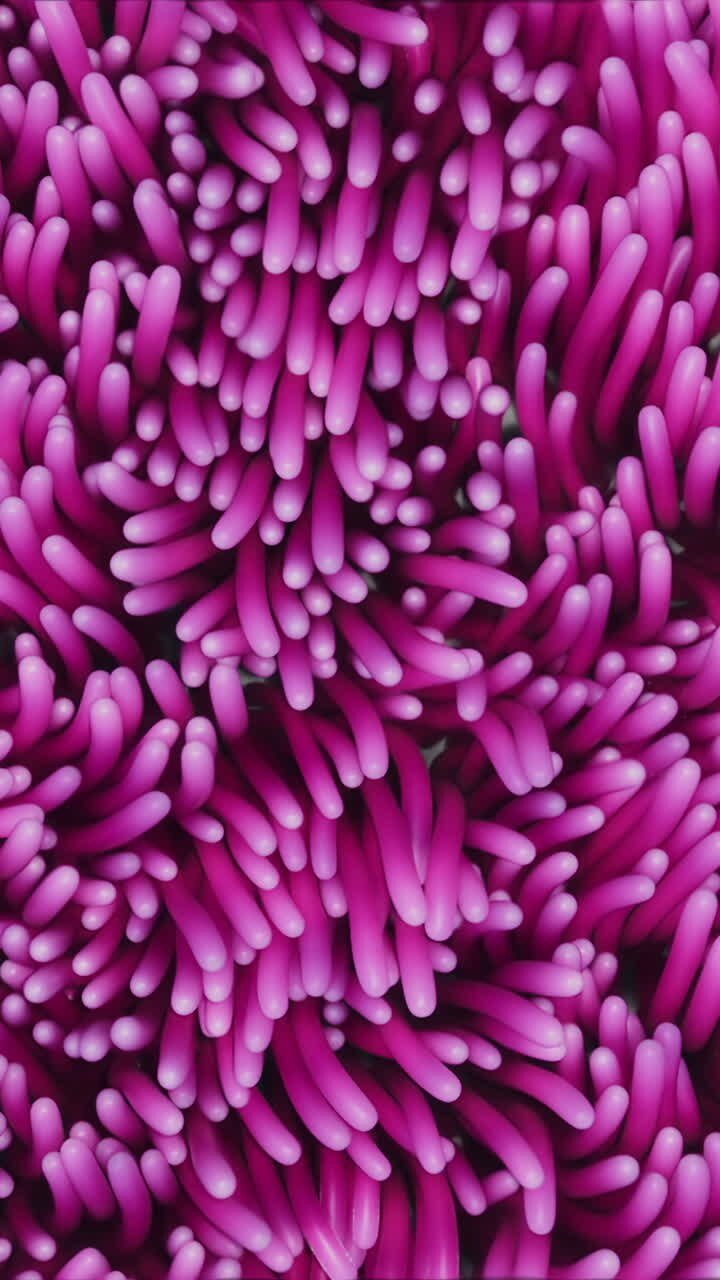 sullo sfondo di alghe rosa anemone che oscillano sott'acqua
