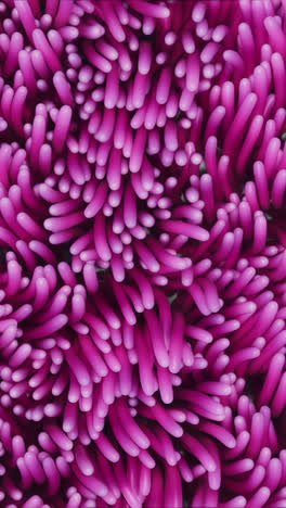 fondo de algas rosas anémonas balanceándose bajo el agua