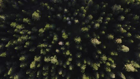 Trees-view-top-down-perspective.-4k