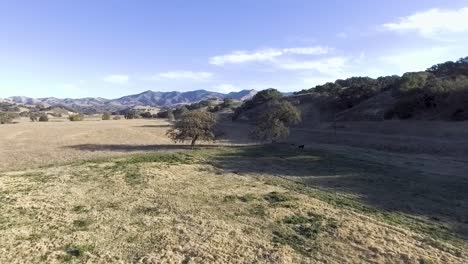 drone vuela a través de hermosas tierras de cultivo