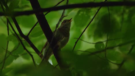 Drossel-Nachtigall-Luscinia-Luscinia-Singt-Leidenschaftlich