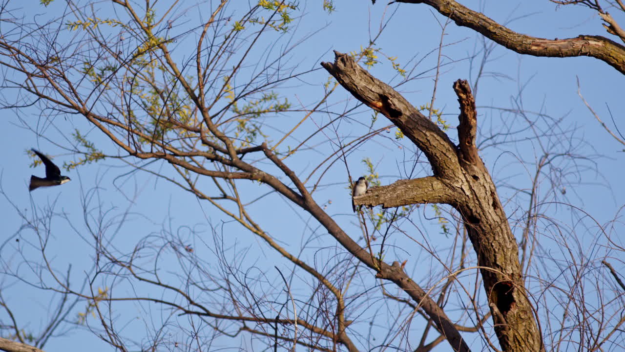 Purple martin caught mid-flight, its elegant movements slowed to reveal aerial finesse.