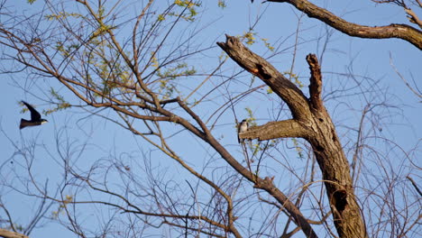 purple martin caught mid-flight, its elegant movements slowed to reveal aerial finesse.