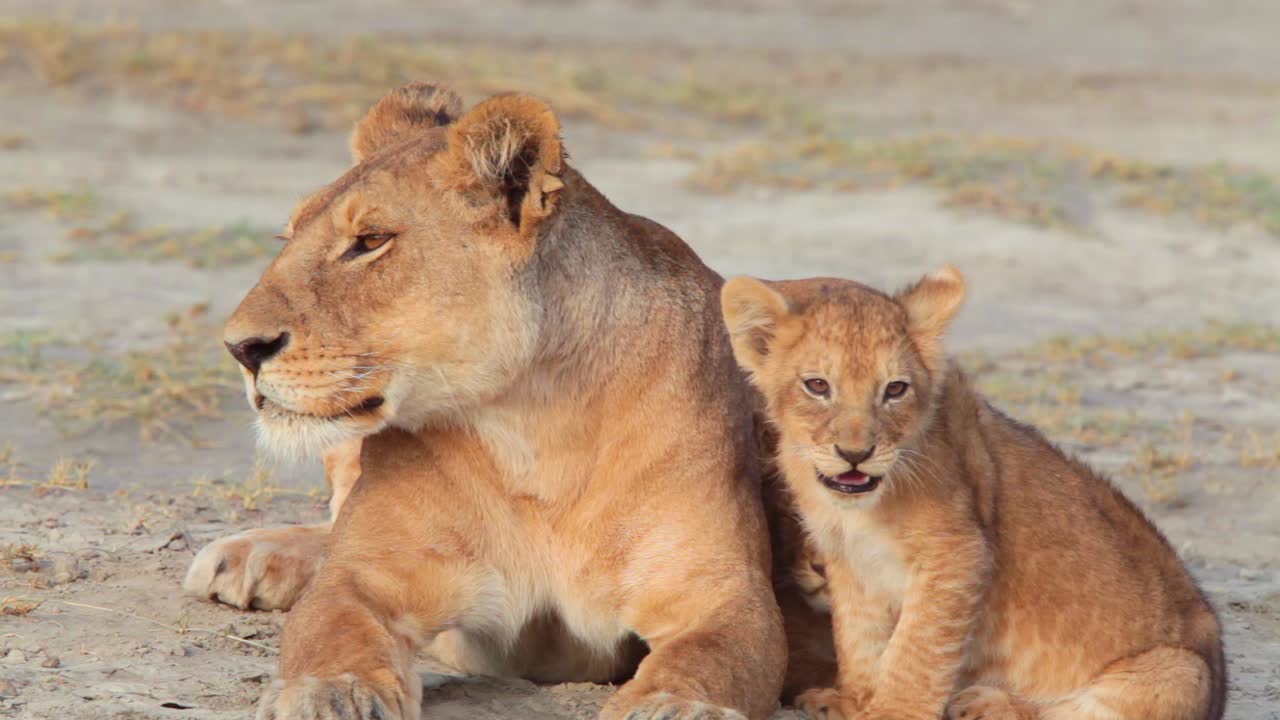 prachtige opname van een leeuwenfamilie zittend op de savanne op safari in de serengeti tanzania 1