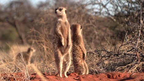 meerkatten in der afrikanischen kalahari-wüste in alarmbereitschaft