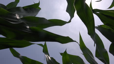 low angle view of cultivated corn crops