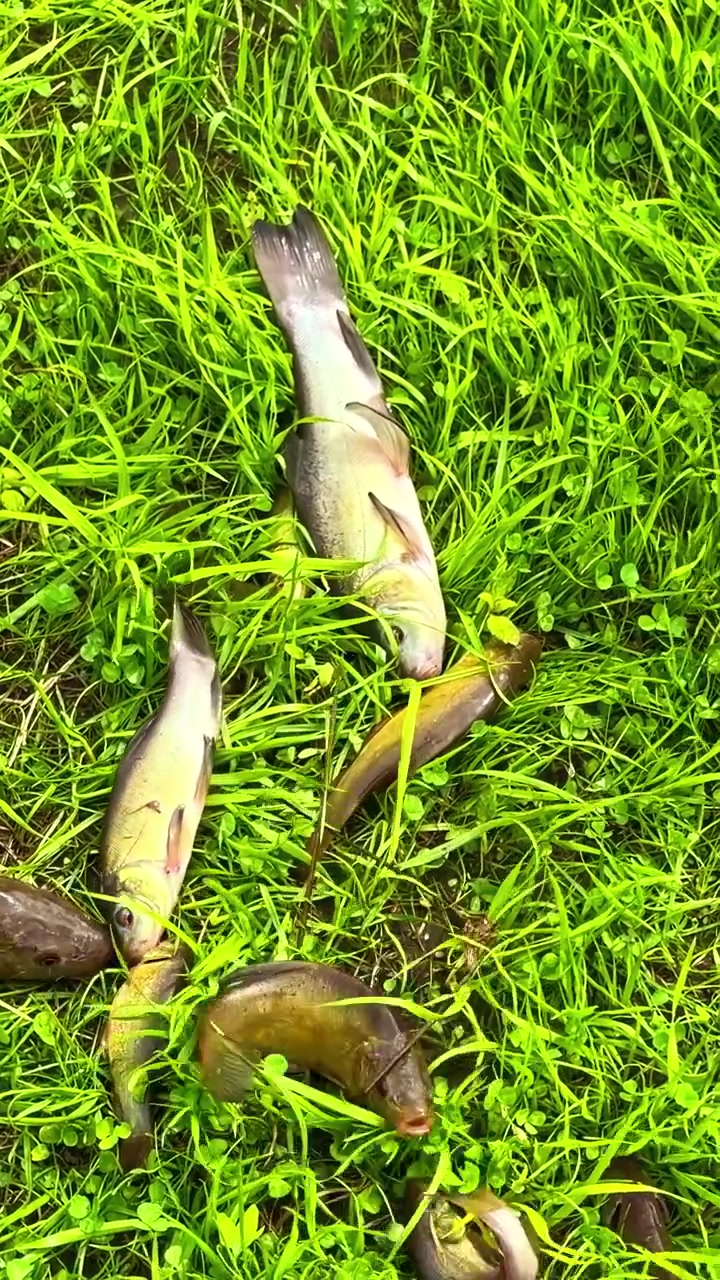 Vers gevangen zoetwatervissen op het gras. - verticale opname.