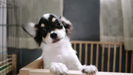 dos perros pequeños están jugando a las burlas en la casa