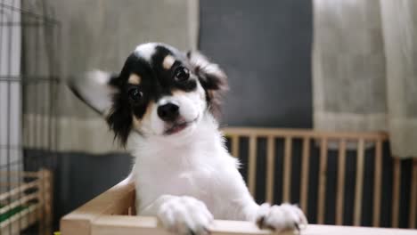 two small dogs are playing teasing in the house