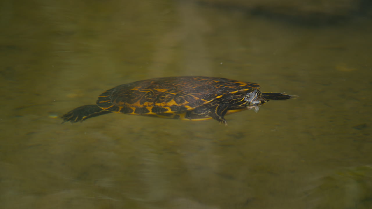 Colorful, patterned freshwater turtle resting at the calm pond surface, captured in close-up as it gently floats in golden, reflective water