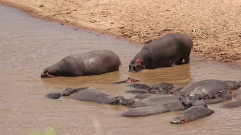 hippopotamus in the lake at masai mara national reserve, kenya, east africa