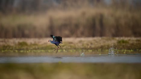 the grey headed swamphen taking off