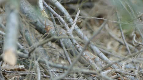 A-little-bird-moving-between-branches,-Outaouais,-Quebec,-Canada,-static-close-up