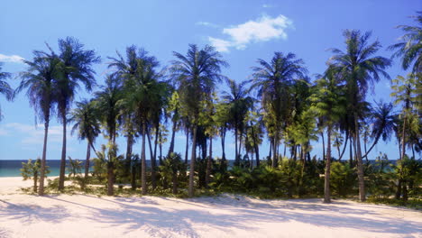 tropical beach paradise with palm trees
