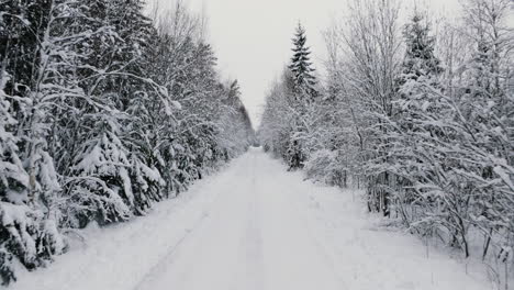 Snowy-winter-road-in-Sweden,-foggy-weather,-tree-branches