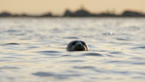 Foca-Gris-Nadando-Durante-La-Puesta-De-Sol,-Cámara-Lenta-4k