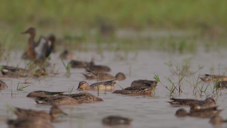 flock of ducks feeding in pond