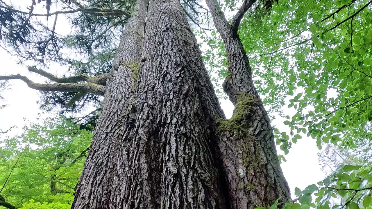 큰 나무 의 근접 및 위쪽 시각