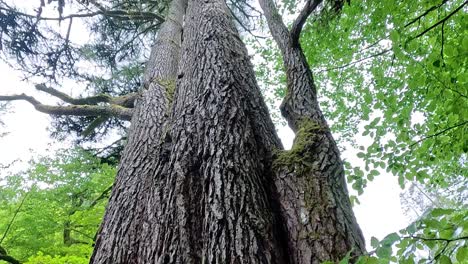 vista de cerca y hacia arriba de un árbol grande
