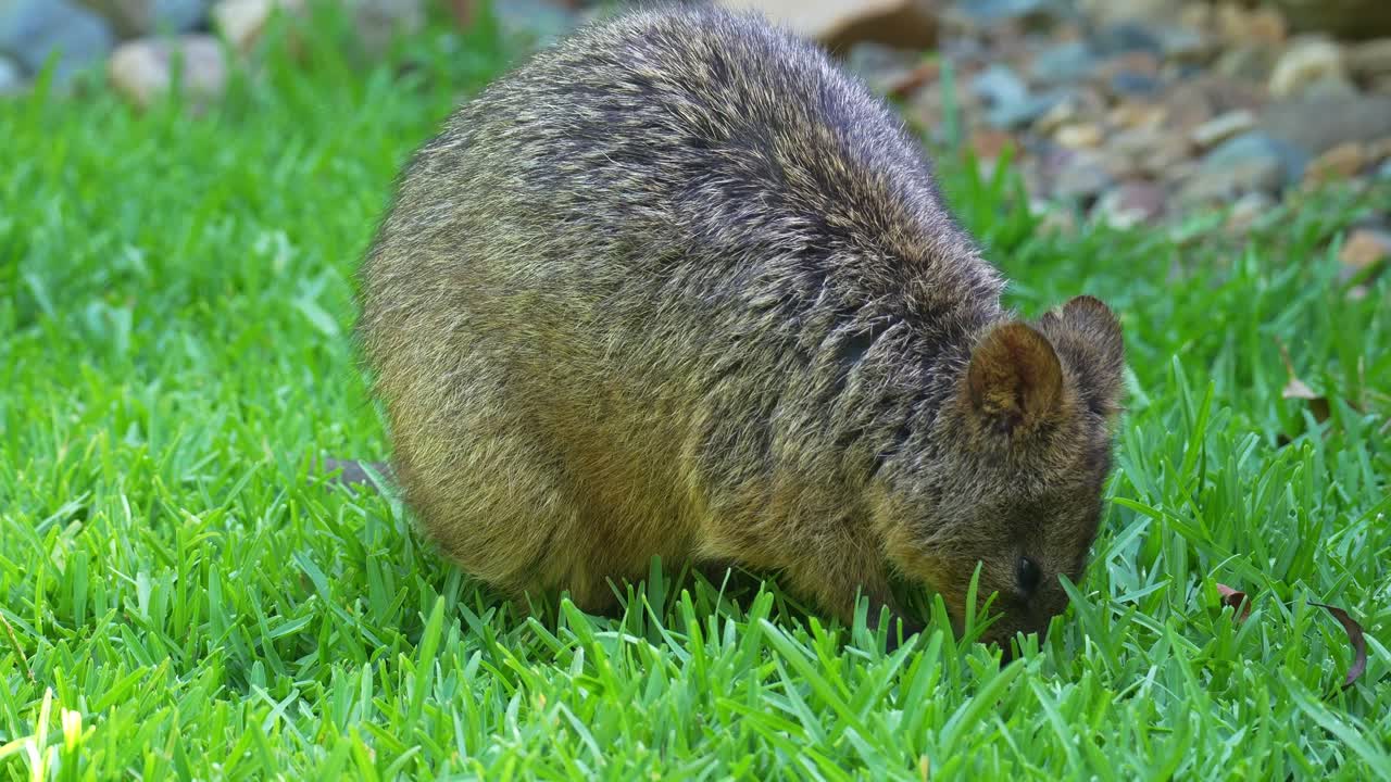 En söt kvokka som hoppar på det gräsbevuxna marken, sniffar runt och mumsar på grönt gräs, närbild