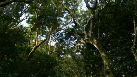 Wälder-Im-Südlichen-Afrika-Und-Die-Garden-Route