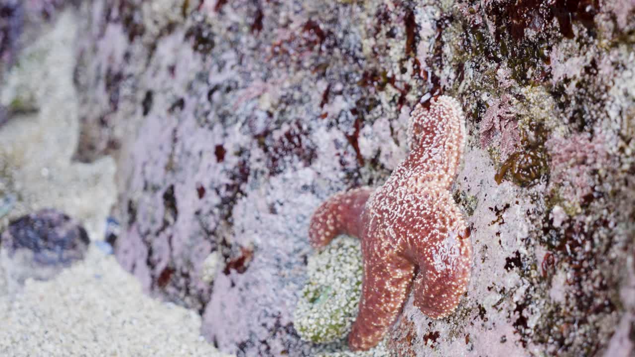 starfish on a rock at low tide on the beach