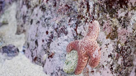 starfish on a rock at low tide on the beach