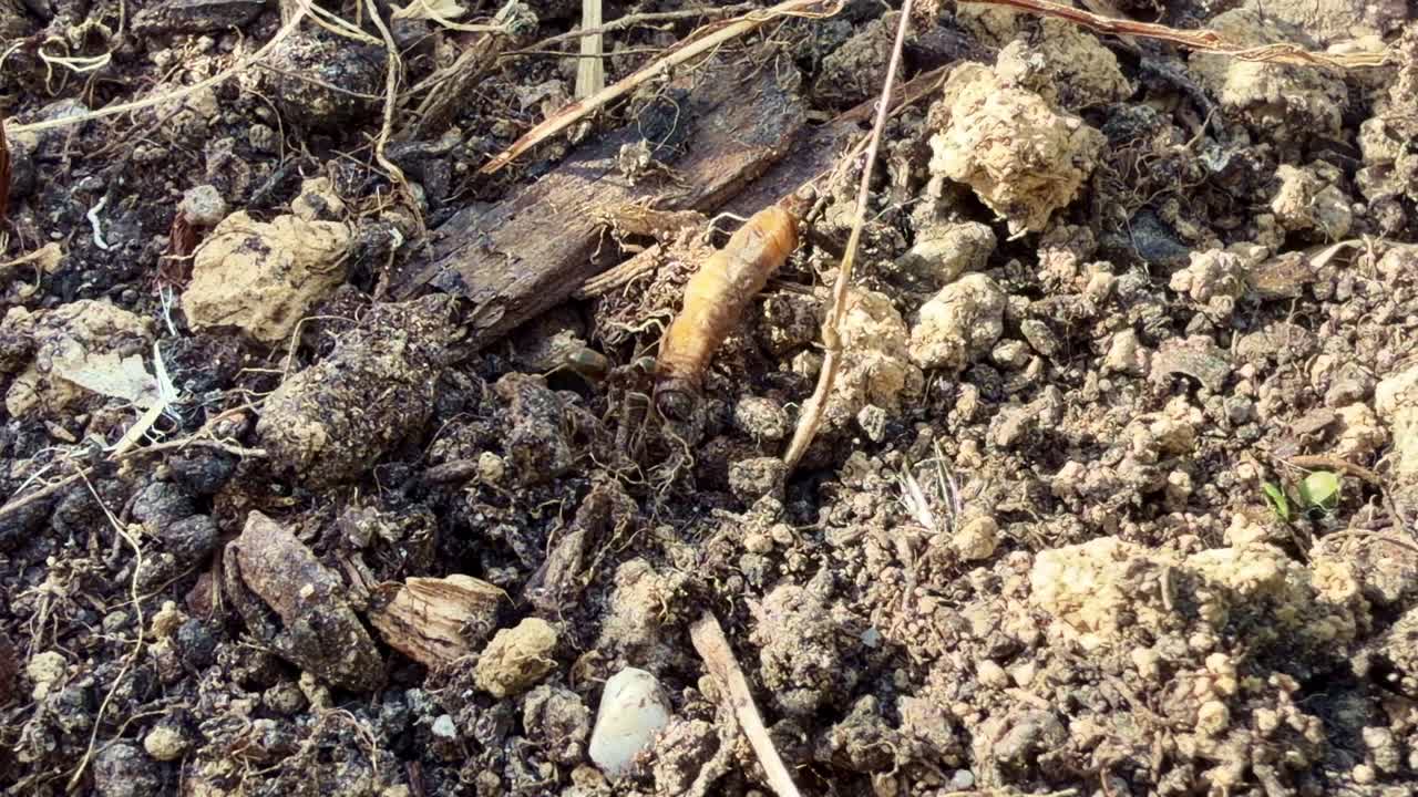 Formigas eussociais lutando com uma larva enorme em ambiente de solo natural