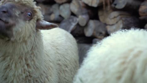 Little-caucasian-girl-feeds-young-white-sheep-with-piece-of-dry-bread