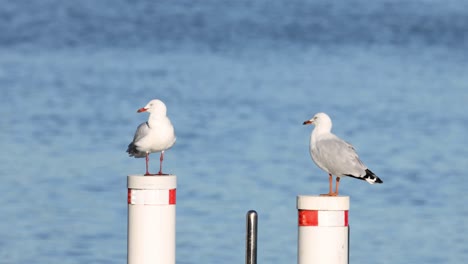 seagulls taking turns on a water buoy