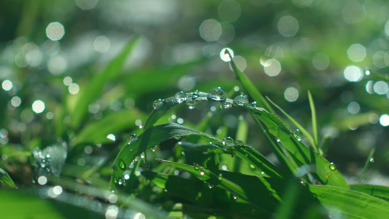 Close ups of water drops on grass