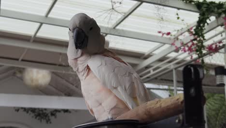 pink cockatoo in a garden setting