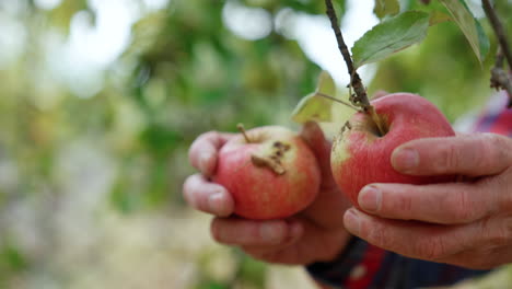 two apples waving on the tree branch. hands of unrecognized male pick fresh ripe fruit . close up. blurred backdrop.