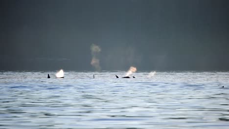 pod of orcas swimming with backlit spray large fins big spray